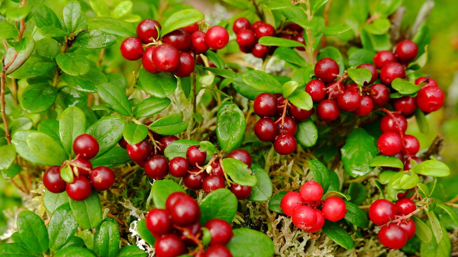 Low-growing plant with small, glossy green leaves and clusters of round, bright red berries.