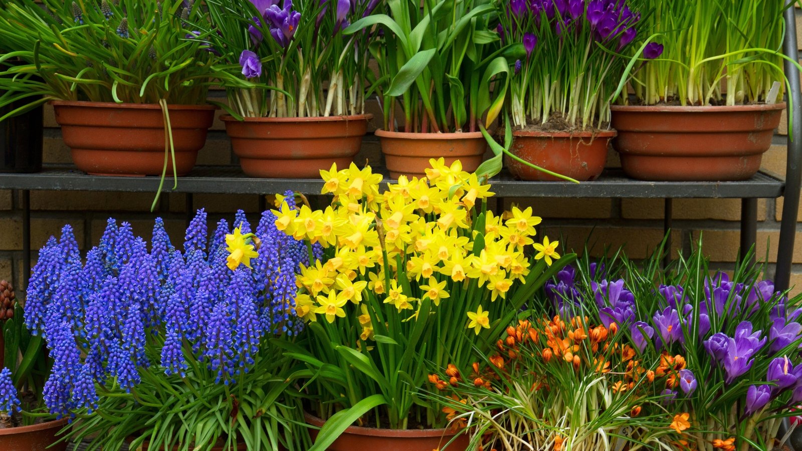 Blooming crocuses with slender petals, bright yellow daffodils with trumpet-shaped centers, and clusters of small blue muscari flowers fill terracotta pots arranged on shelves.