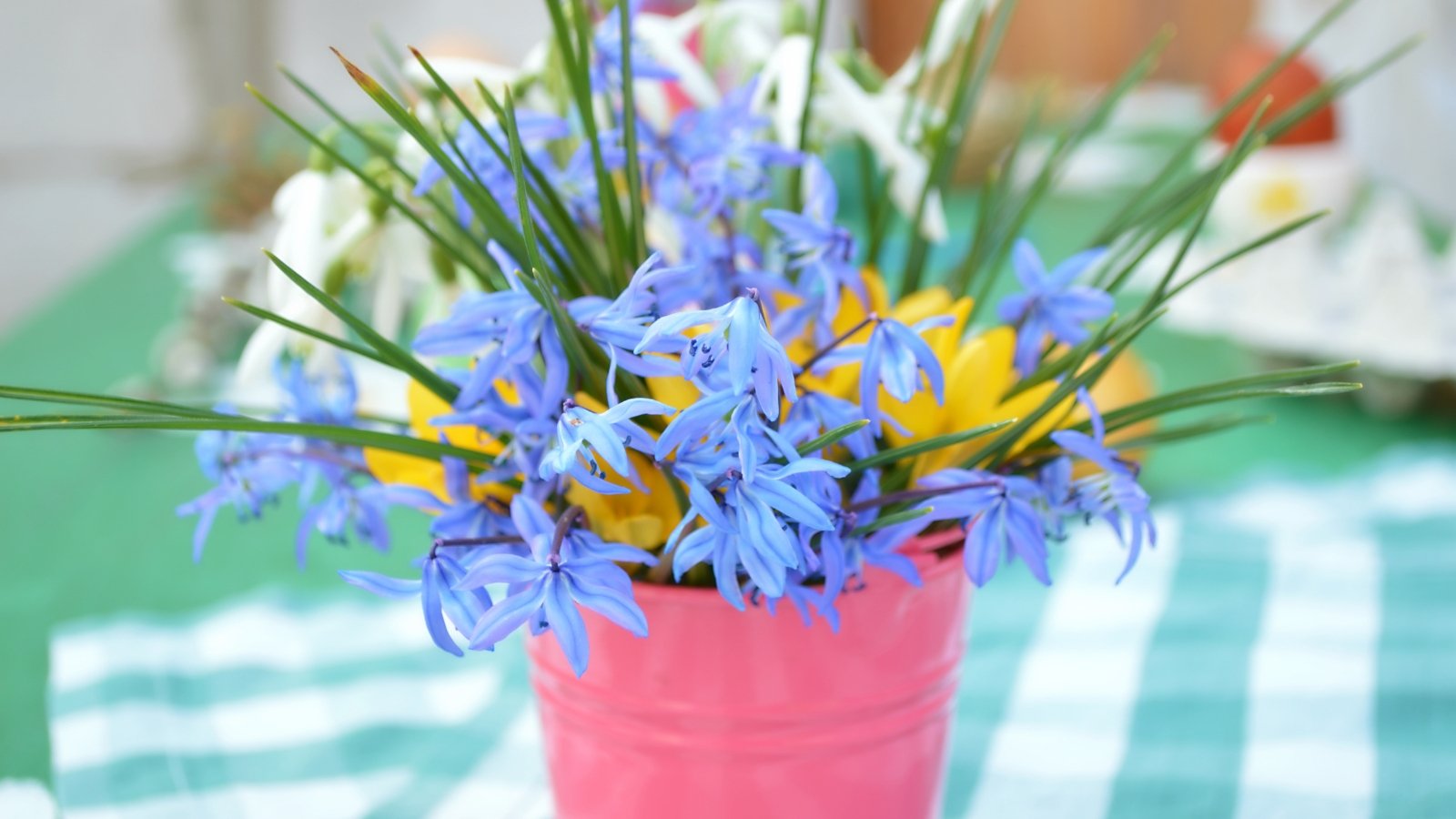 Blooming white crocuses with slender petals grow alongside small, star-shaped blue scilla flowers in a pink decorative pot on a table.