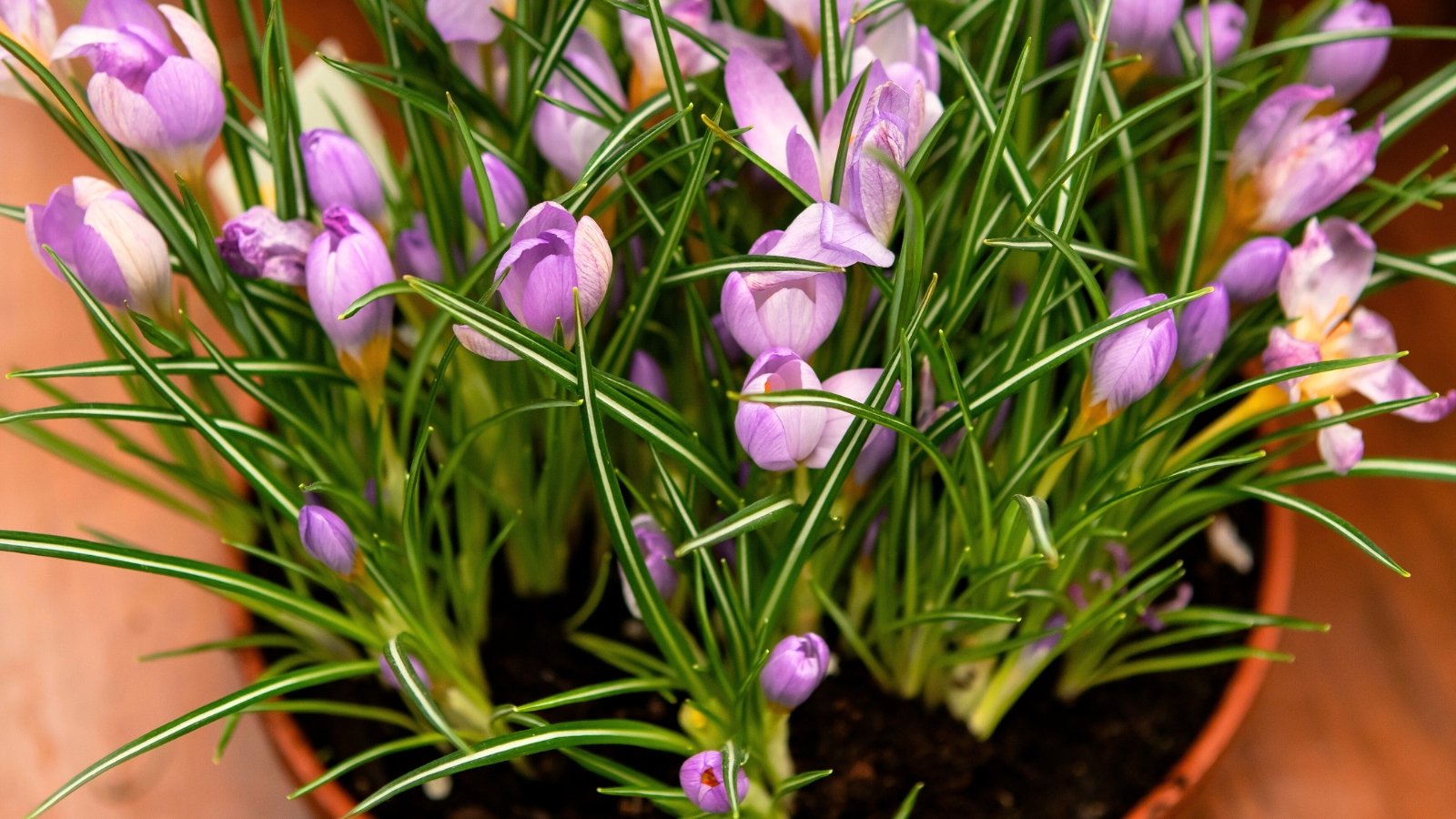 Clusters of vibrant purple crocus flowers bloom in a large terracotta pot, rising on slender green stems above narrow, grass-like leaves.