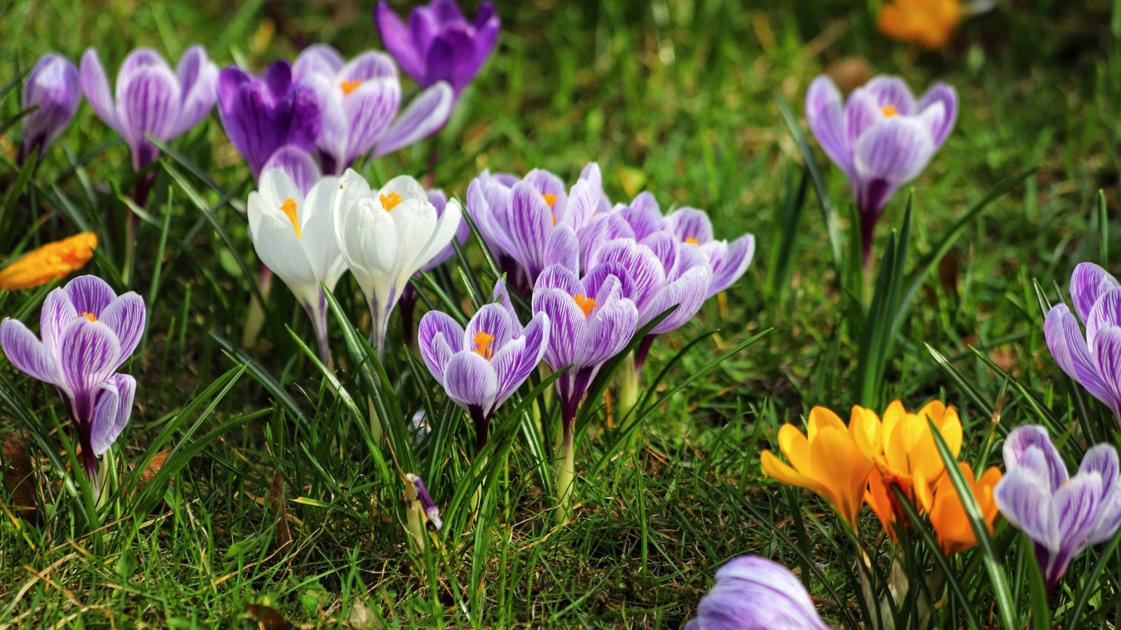 Cluster of cup-shaped purple, white, and orange flowers with slender green leaves emerging from the garden soil.
