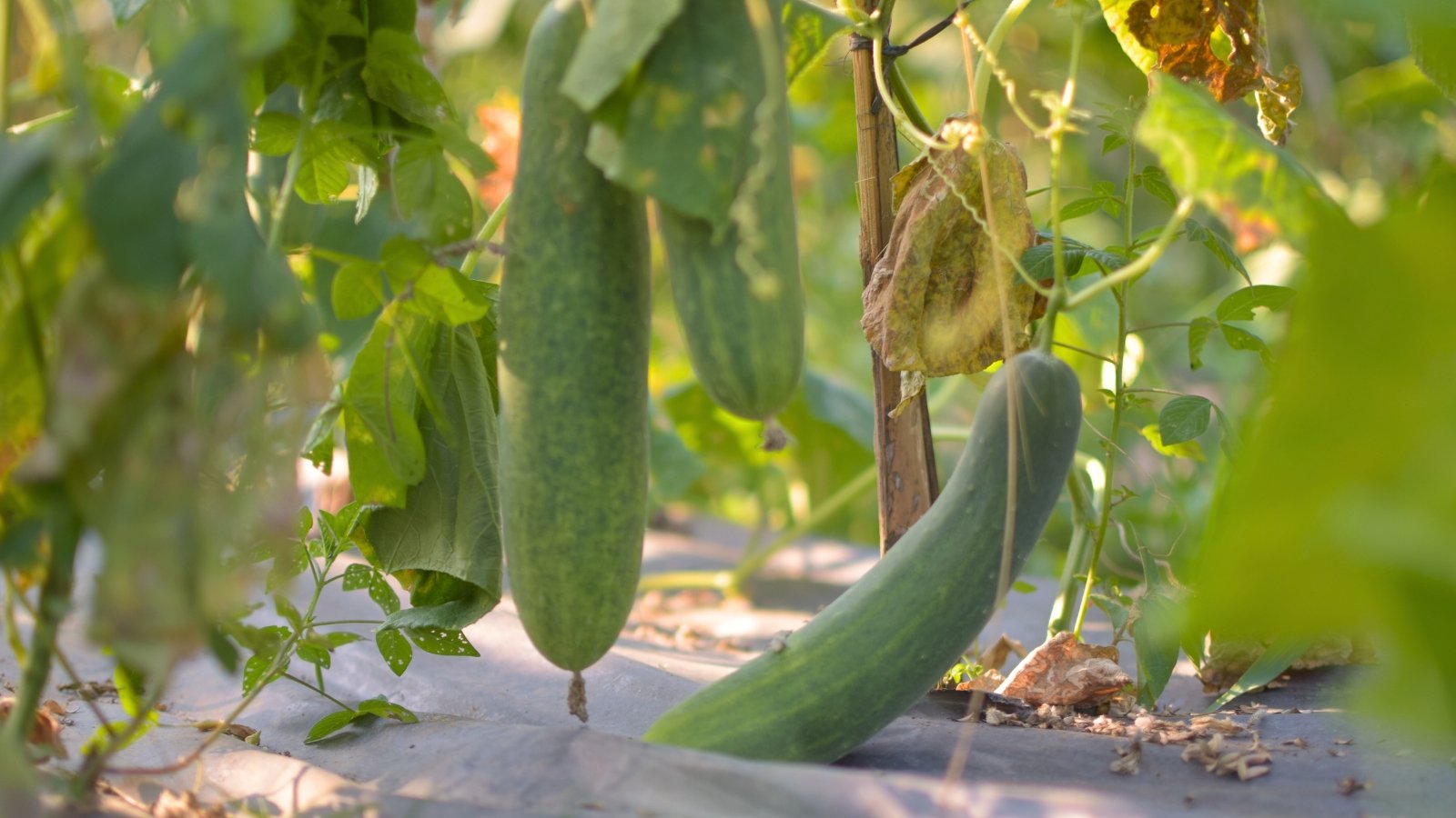 Pale green elongated cucumbers with smooth skins dangle from climbing vines surrounded by dry brown foliage in a sunny garden.