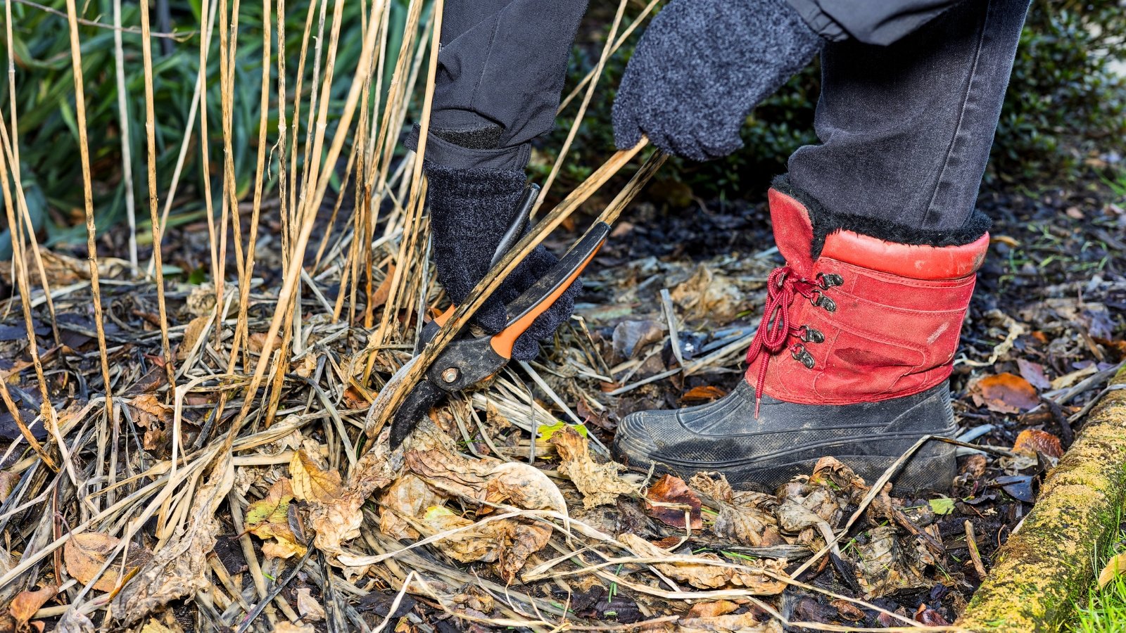 A gardener with pruning shears cuts dry plant stems close to the ground in an autumn garden.