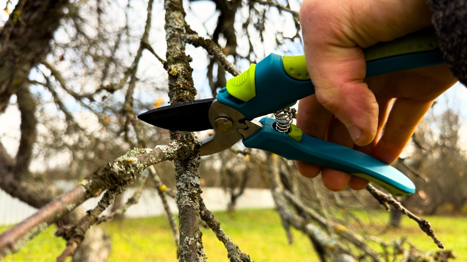 Close-up of a gardener's hand with blue pruning shears cutting branches of an apple tree in a sunny garden.