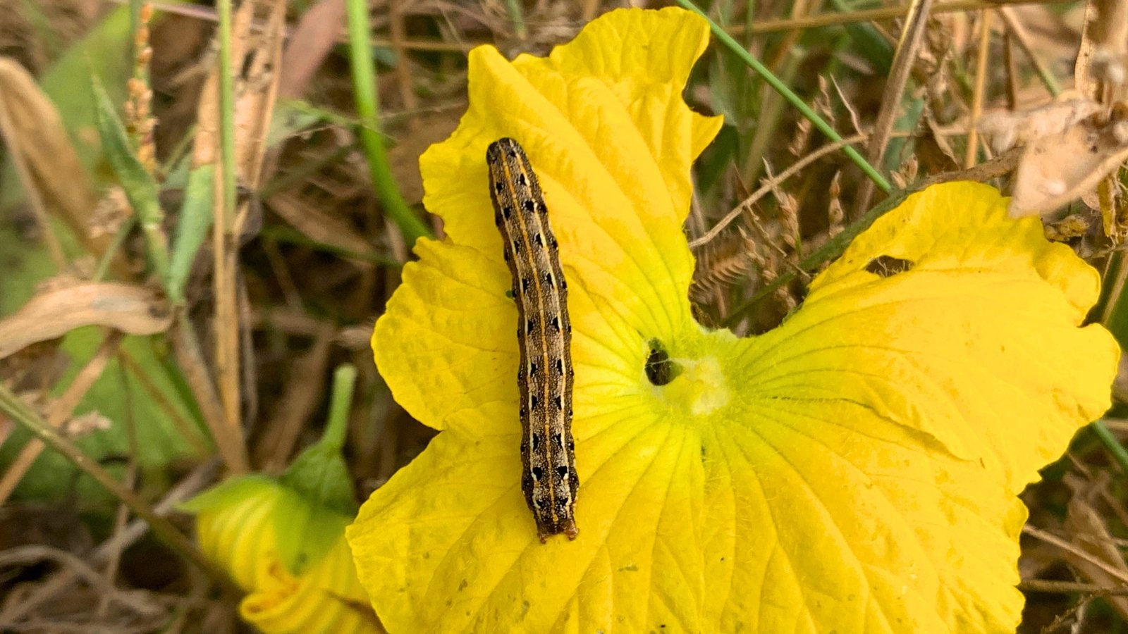 A thick brown and gray striped caterpillar with a smooth body crawls on a bright yellow flower with five large petals.
