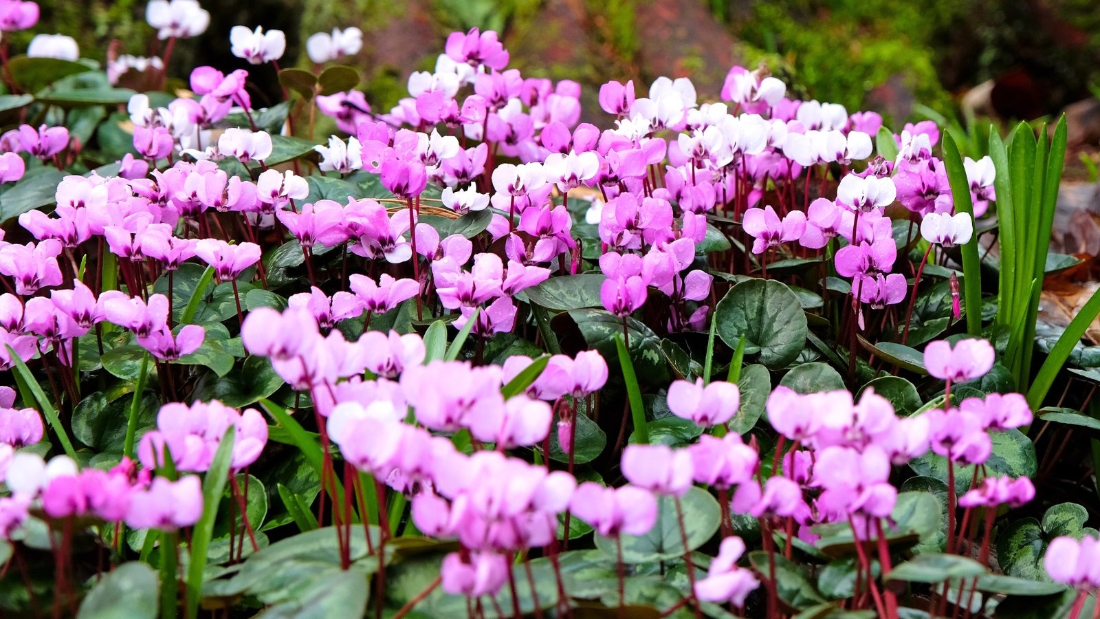 A dense groundcover of heart-shaped leaves with a dark green and silvery pattern, interspersed with clusters of small, pink and white flowers on thin stems.