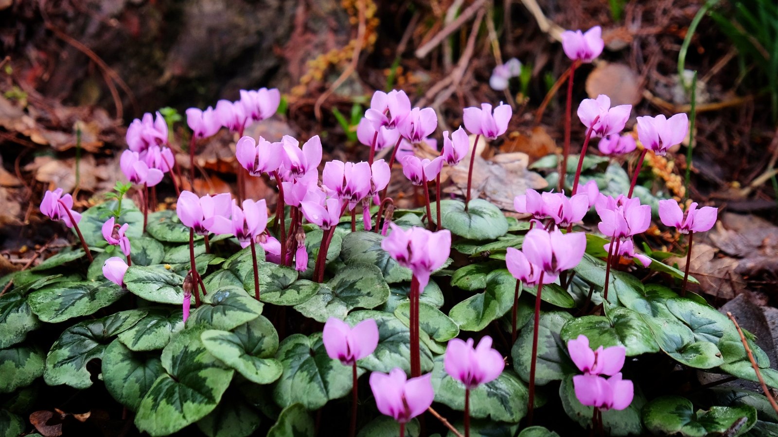 Low plant with rounded, patterned green leaves and delicate upturned pink flowers in bloom.