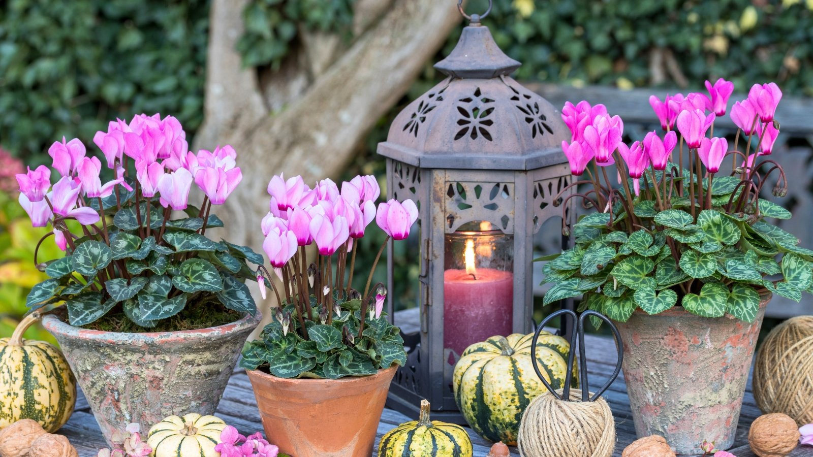 A trio of potted plants with bright pink flowers that have swept-back petals, rising on thin stems above marbled green leaves.