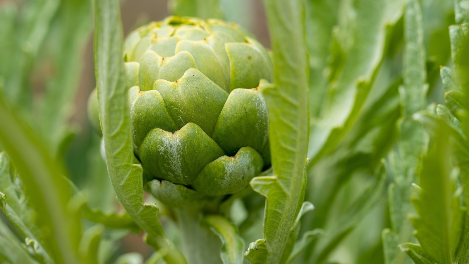 Close-up of a globe-shaped, green bud with layered, pointed scales nestled among spiky green leaves.