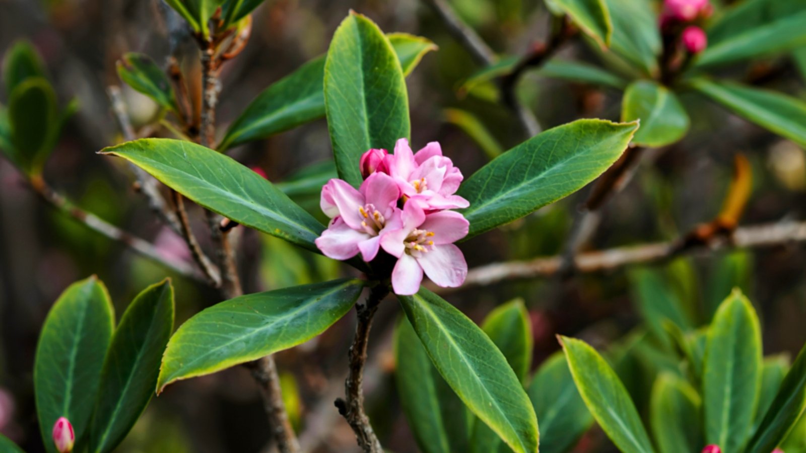 A small cluster of pale pink flowers with four petals each, centered among waxy, deep green leaves.