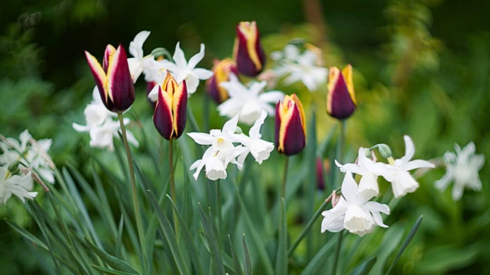 Deep purple, cup-shaped blossoms with bright yellow edges and white, star-shaped flowers with ruffled centers stand tall on green stems.