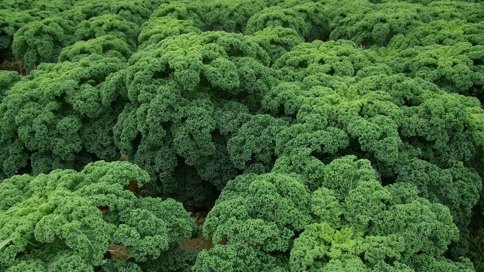 Dense rows of upright plants feature sturdy stems topped with tightly curled, dark green leaves that create a rich, textured canopy across the garden bed.