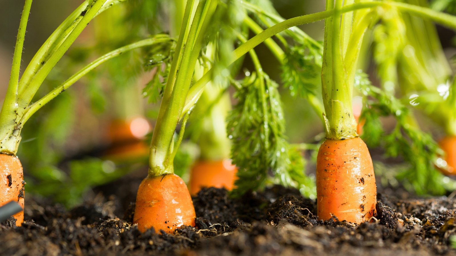 Several chunky, tapered orange roots partially visible above the ground, each with a thick stalk of feathery green leaves extending upward.