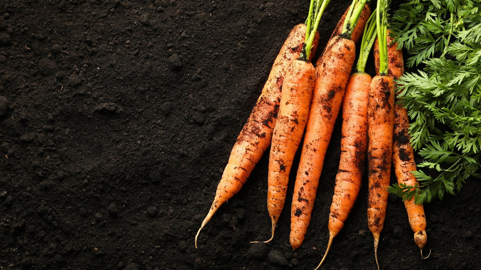 A bundle of bright orange roots with tapered ends and thin green leafy tops lies on a dark brown soil.