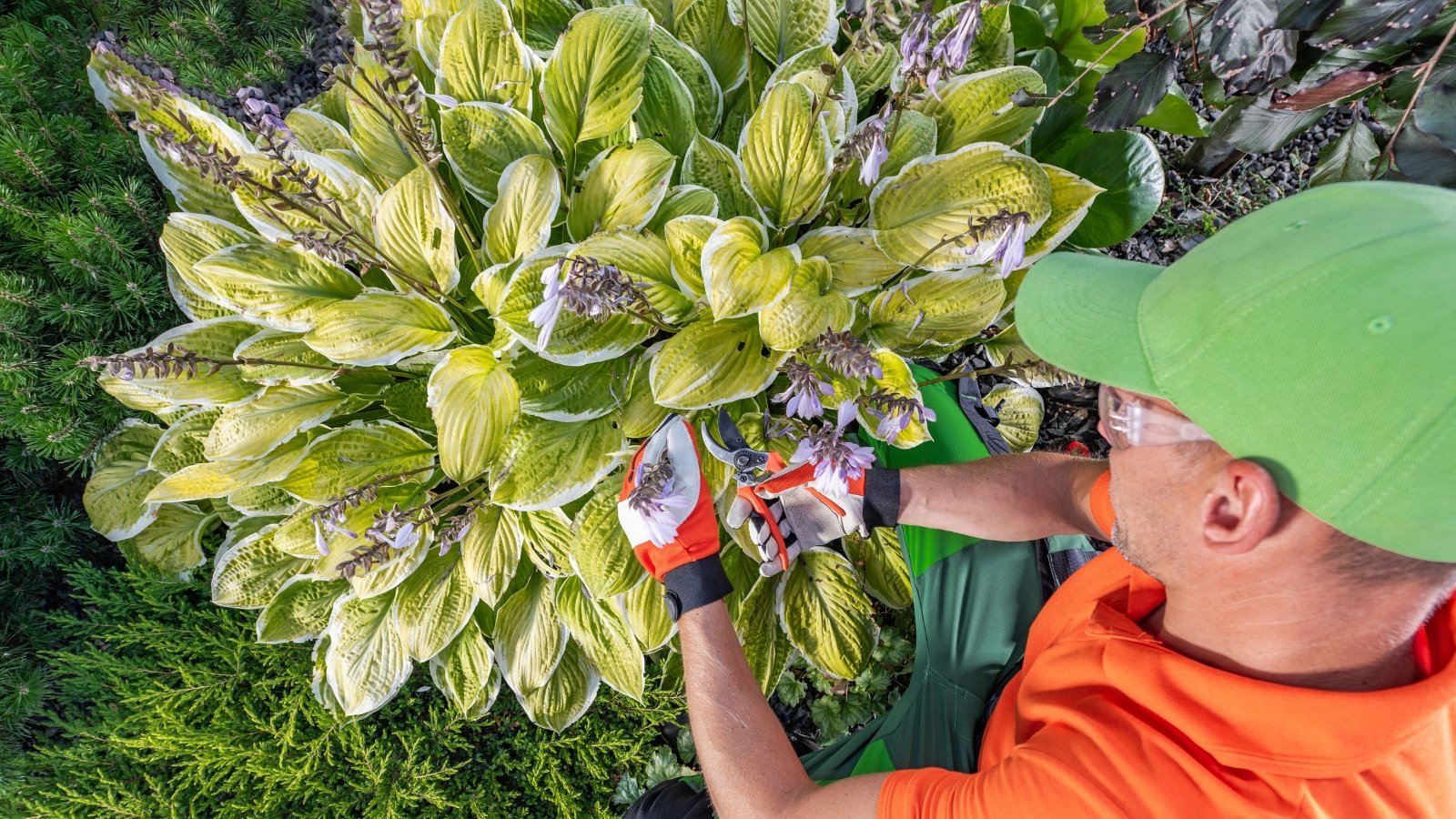 Gardener deadheading a hosta with spent flower clusters above pale green, variegated, broad leaves.