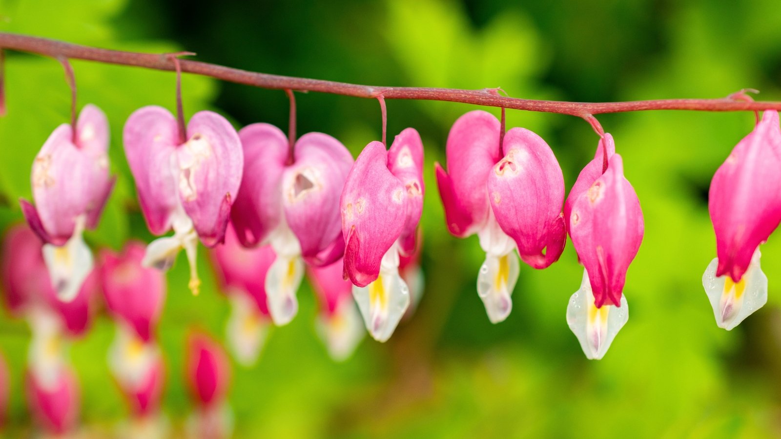 A horizontal stem holds a row of hanging, heart-shaped pink flowers, each with a small white tip and a delicate teardrop shape.