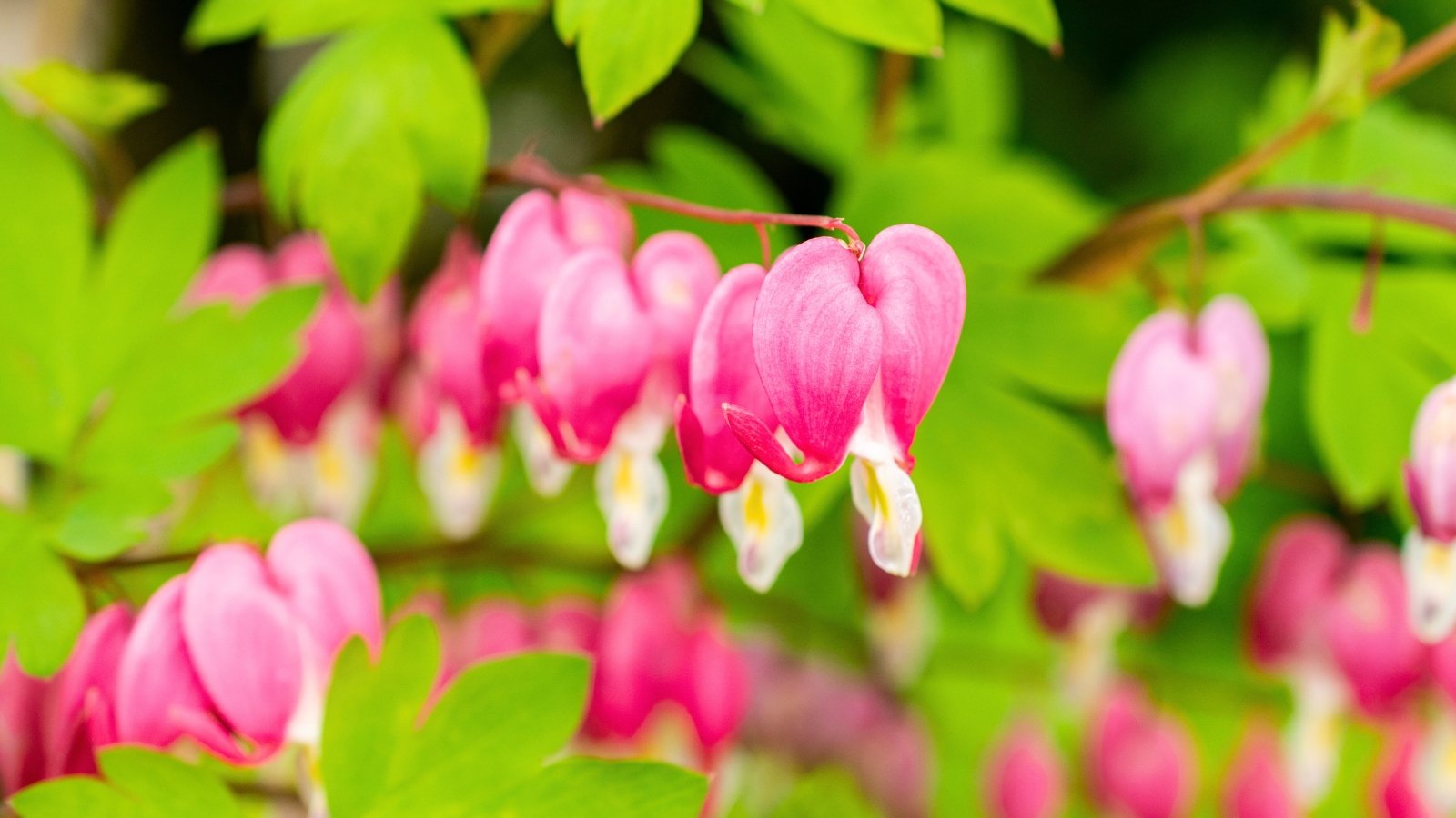 A row of heart-shaped, hanging pink flowers with small white tips dangles from a slender stem among light green leaves.