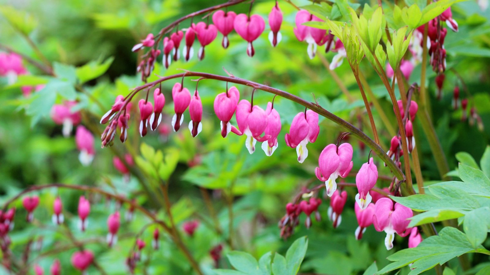 Elegant plant with arching stems, fern-like leaves, and rows of heart-shaped pink and white flowers in bloom.