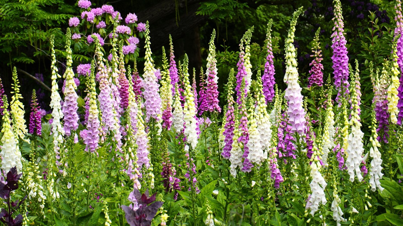 Tall spires with tubular, bell-shaped purple-pink flowers and soft green leaves at the base.