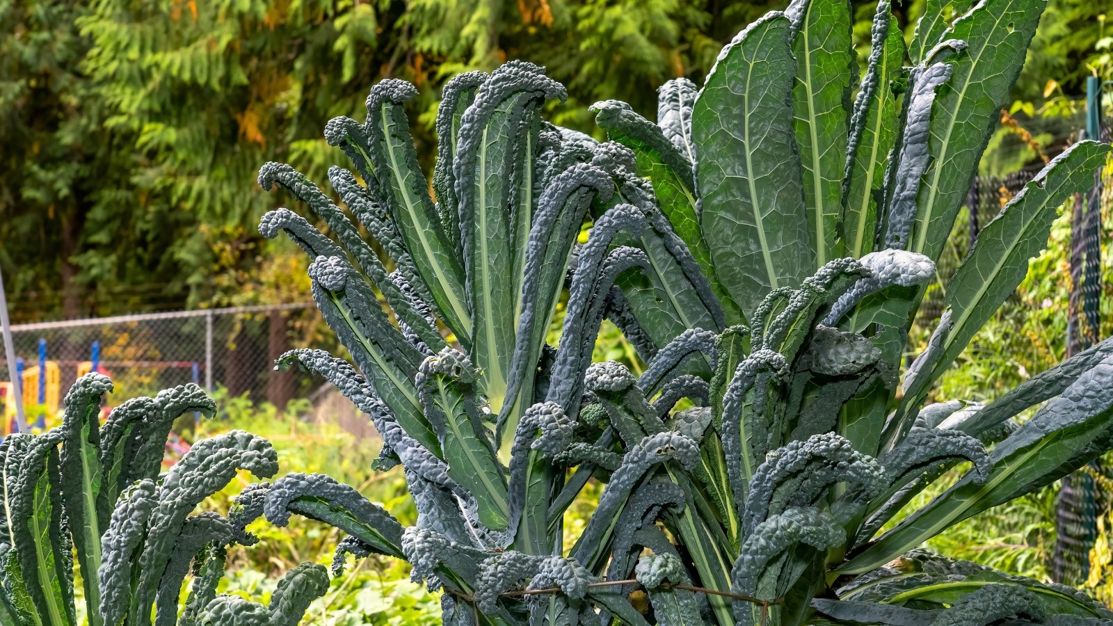Tall, upright stems support long, narrow, dark blue-green leaves with a heavily wrinkled, bumpy texture, forming striking vertical clusters in the garden bed.