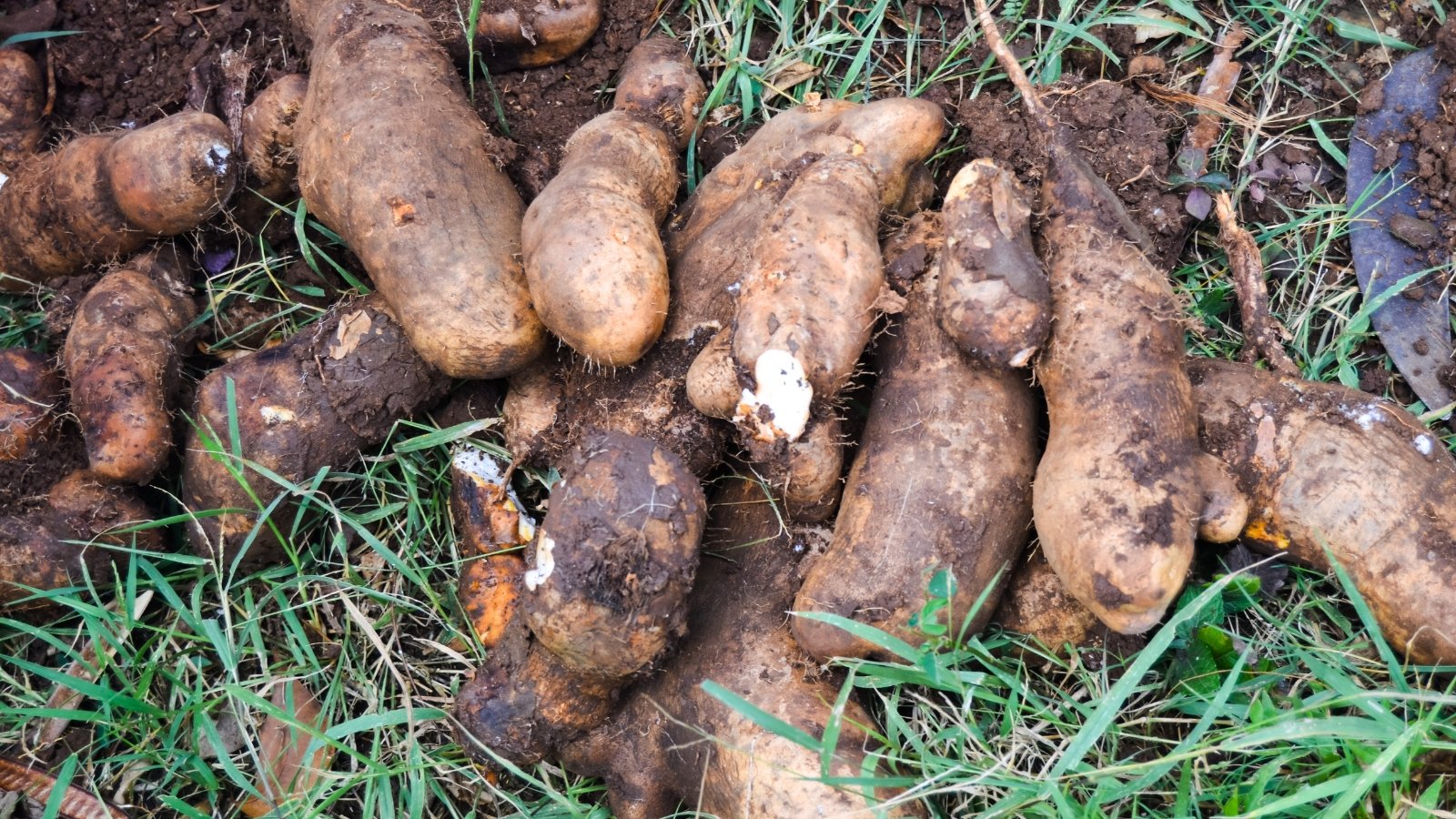 A pile of irregularly shaped, thick, brown tubers with rough, dirt-covered skin lying on a mix of dark soil and green grass.