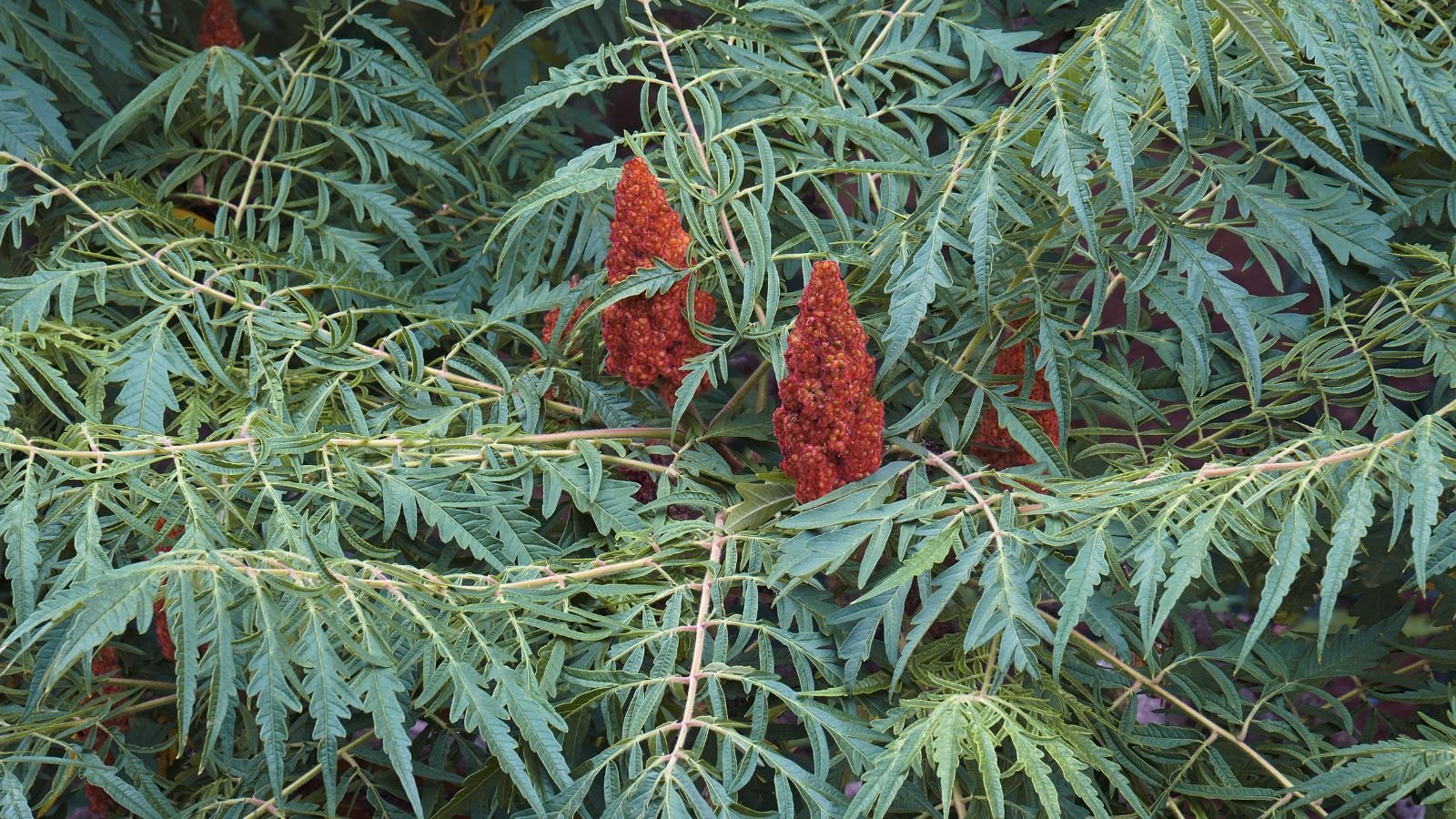 A close-up shot of a composition of green colored, deeply dissected leaves and red-orange colored flowers of the Dissecta variety of shrub