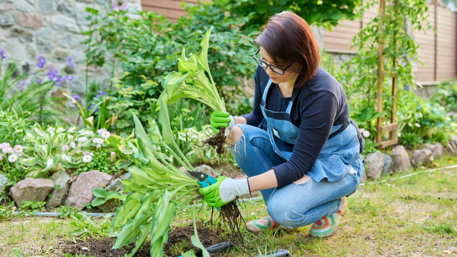 Gardener in an apron and gloves dividing a young hosta, holding two clumps of large, heart-shaped leaves with exposed roots.