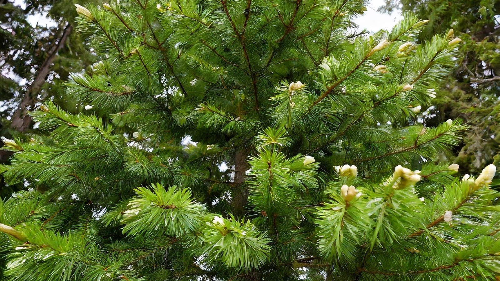 Pyramidal branches are covered with soft, needle-like leaves in green hues, densely arranged along the stems with pointed tips.