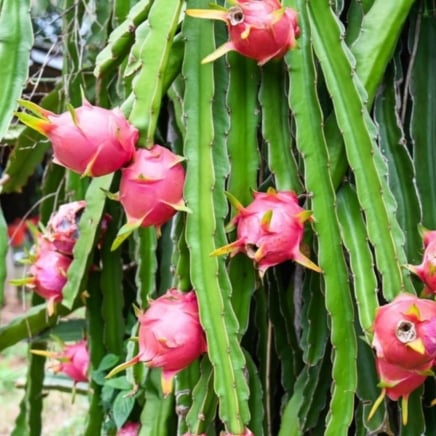 Dragon Fruit