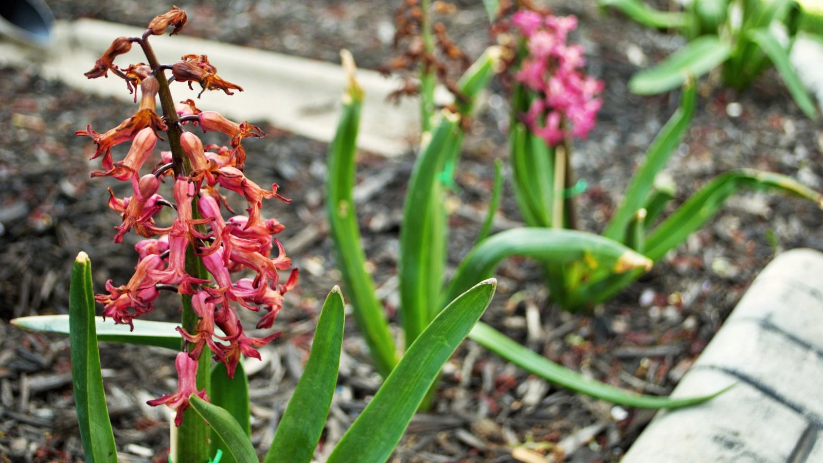 Hyacinth plants in the garden bed show wilted, drooping flowers and yellowing, drying leaves as they fade at the end of the season.