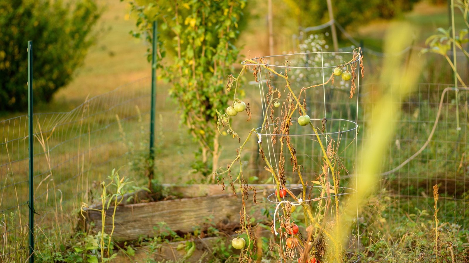 Drying tomato plant in the fall garden with withered leaves and clusters of green and red fruits still clinging to the stems.