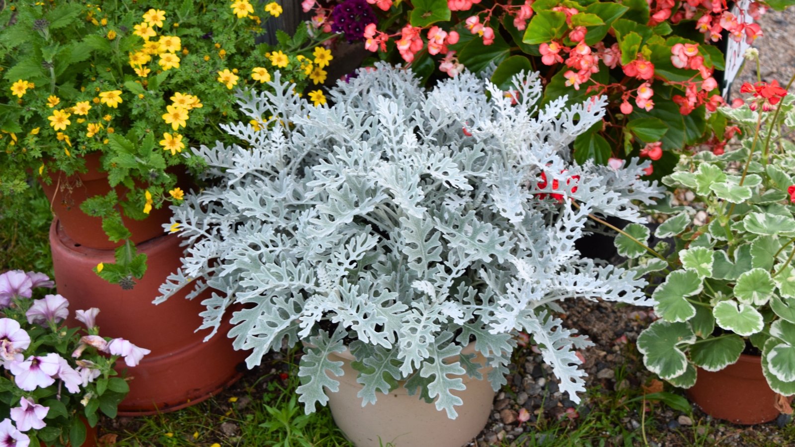 A dense, silver-gray plant with finely divided, velvety leaves that look like frosty lace.