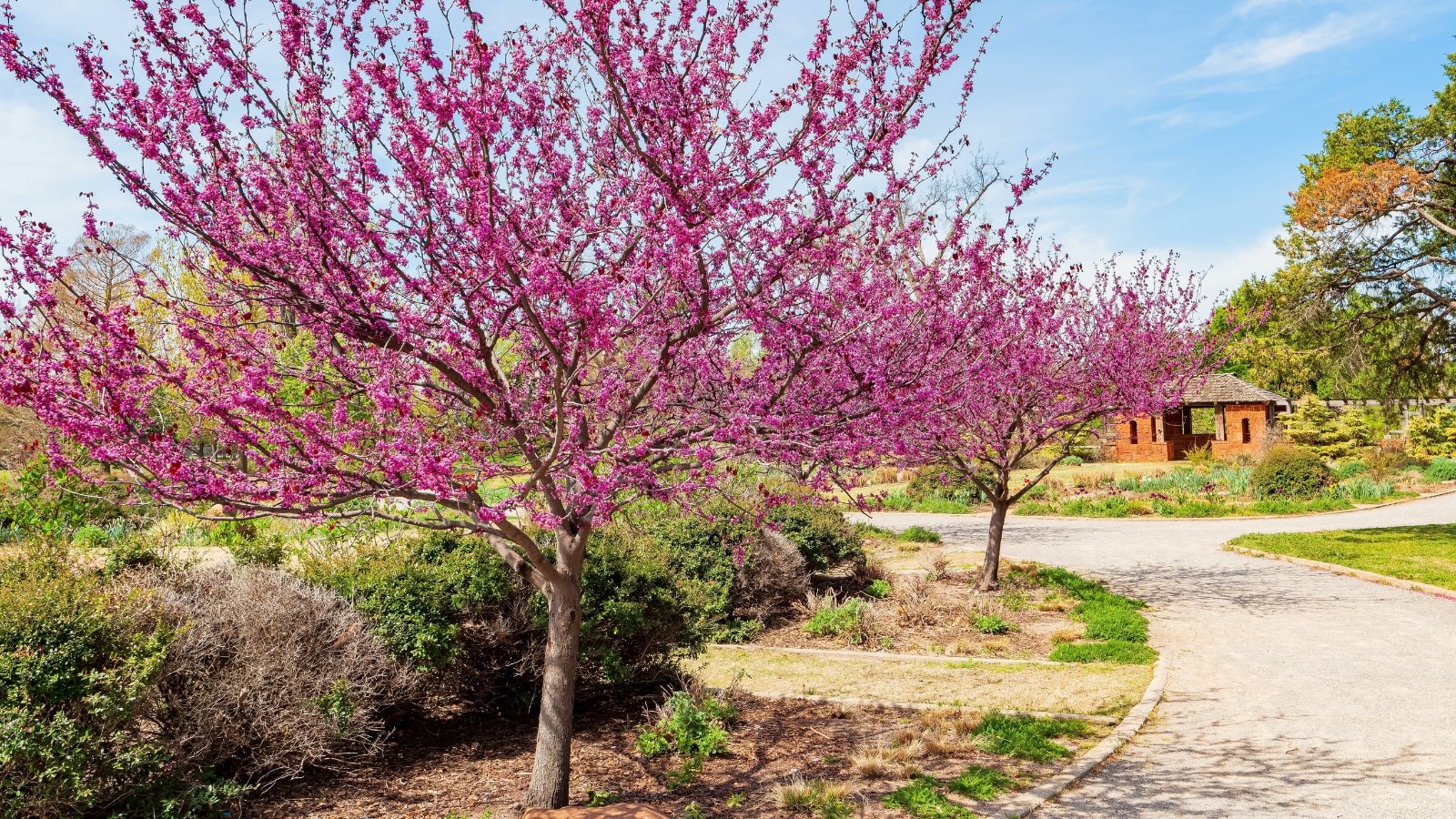 Blooming Eastern redbud trees with clusters of pink flowers among shrubs and perennials in a garden.