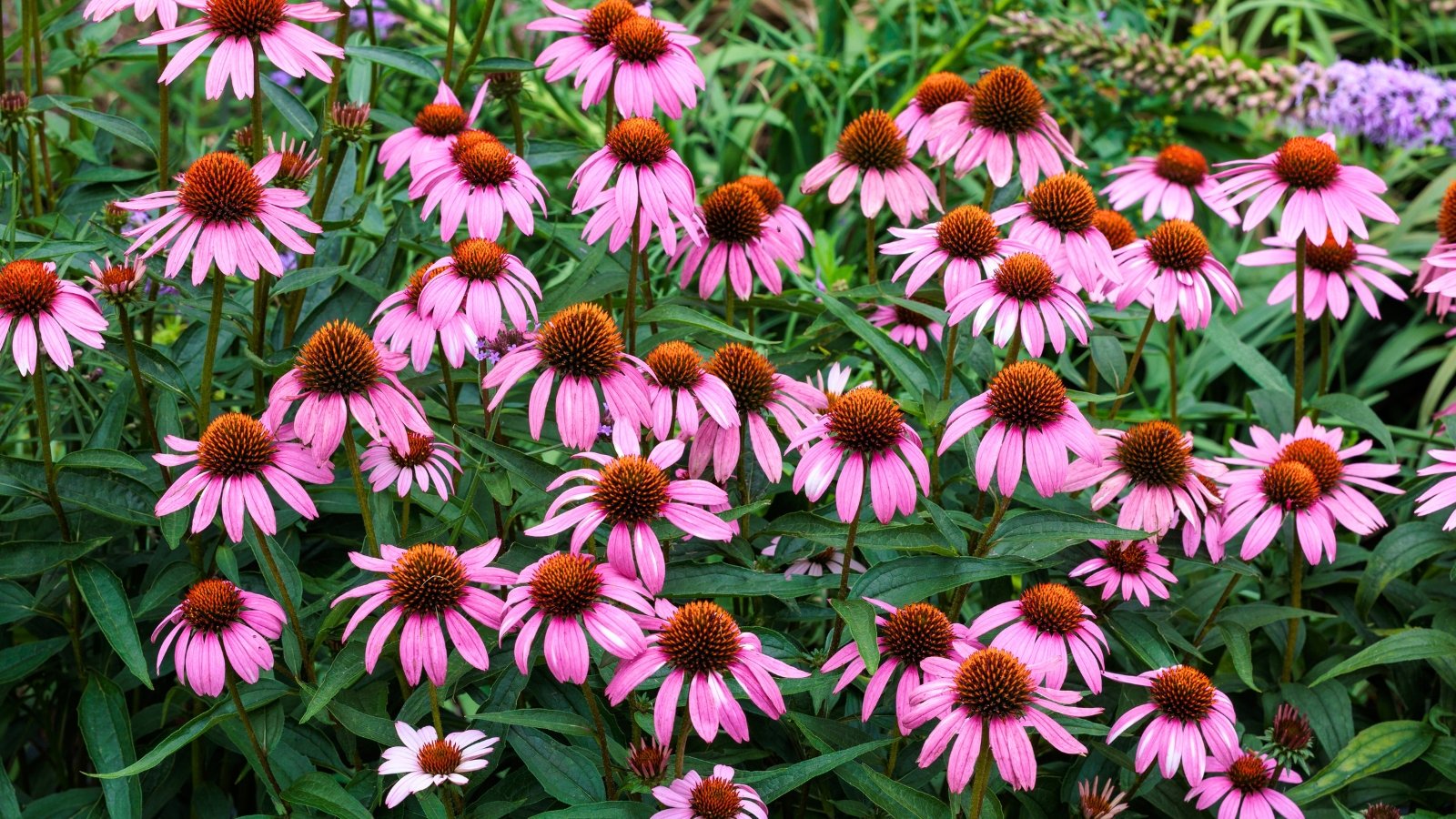 A field of vibrant pink-purple flowers with drooping ray petals surrounds a prominent, spiny brown center.