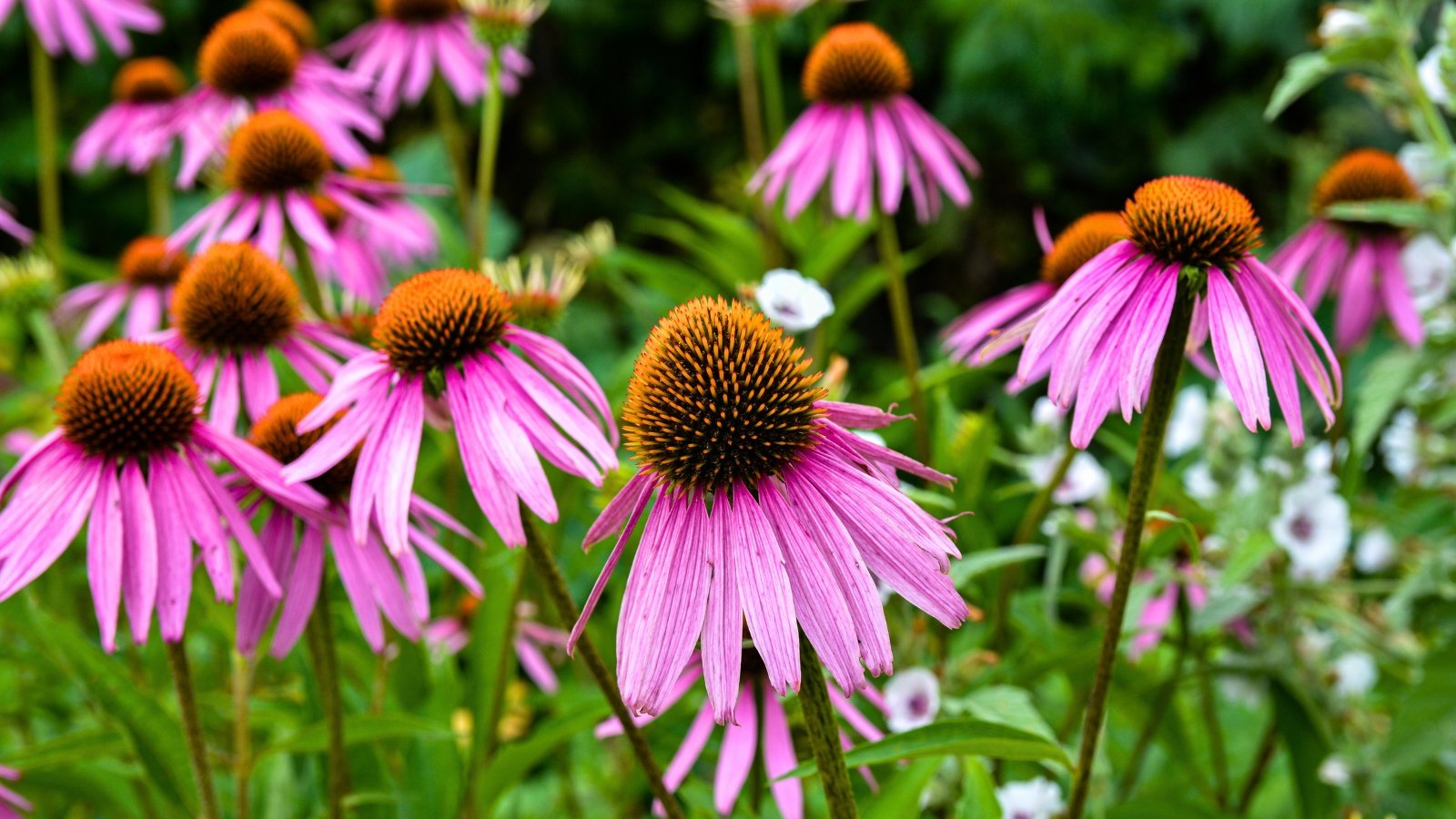 A field of large flowers with vivid pink-purple petals surrounding a prominent, spiky, dark orange-brown center.