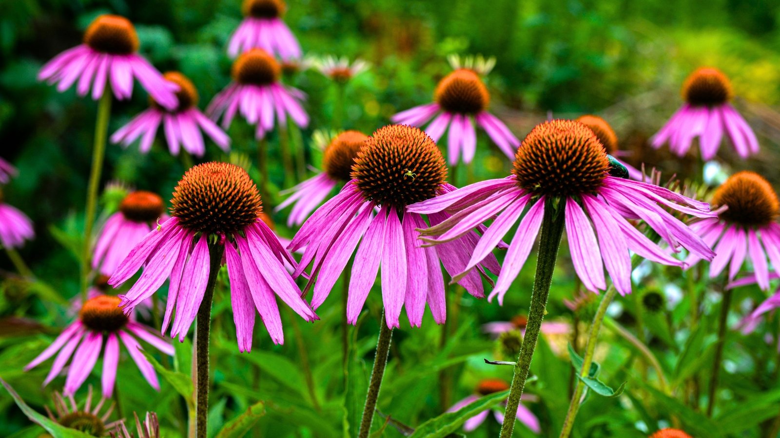 A field of cone-shaped, brown-orange centers surrounded by long, drooping, magenta-pink petals on erect stems.