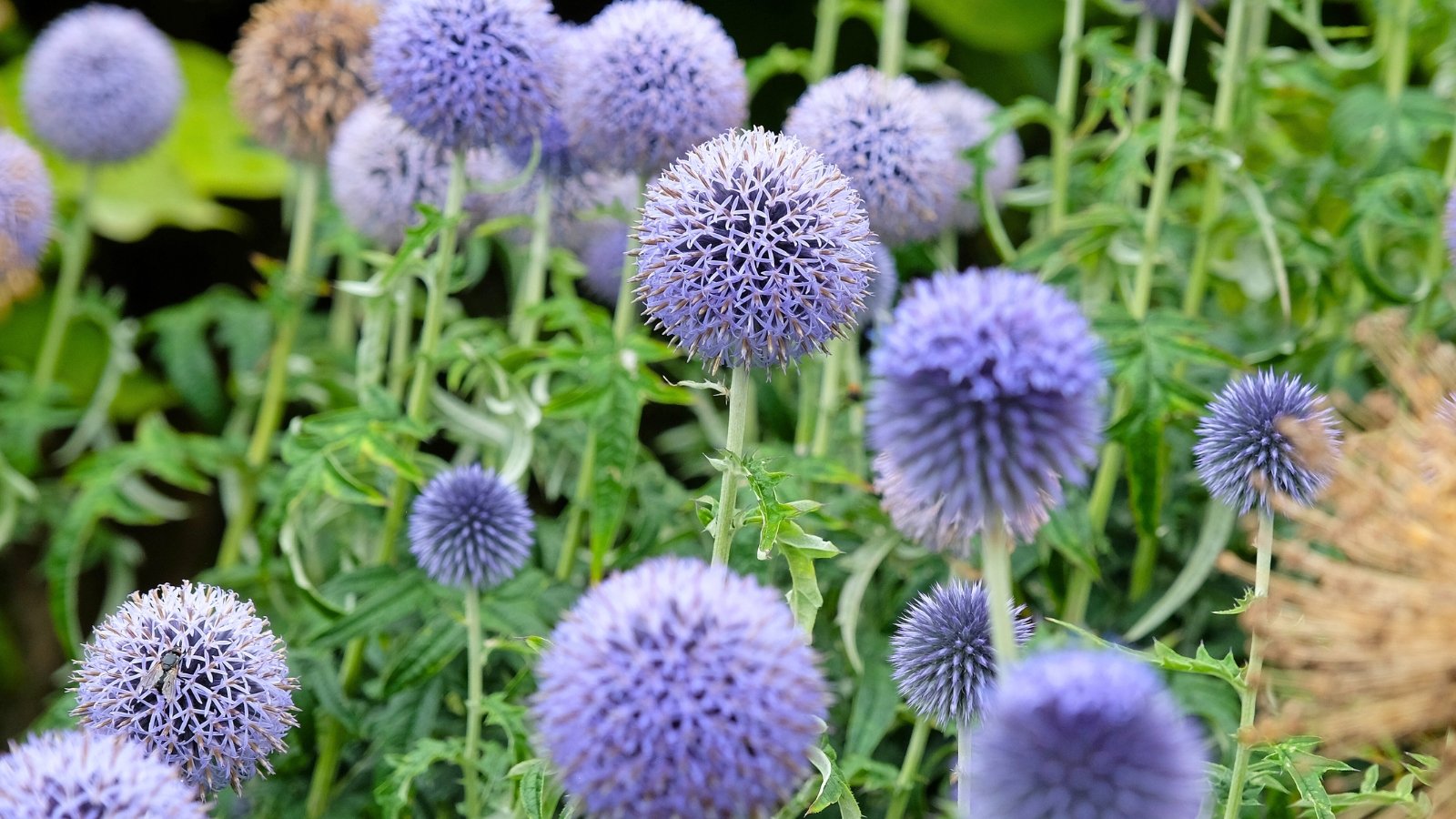 Several spiky, spherical flowers in a dusty purple-blue color, surrounded by serrated green foliage.
