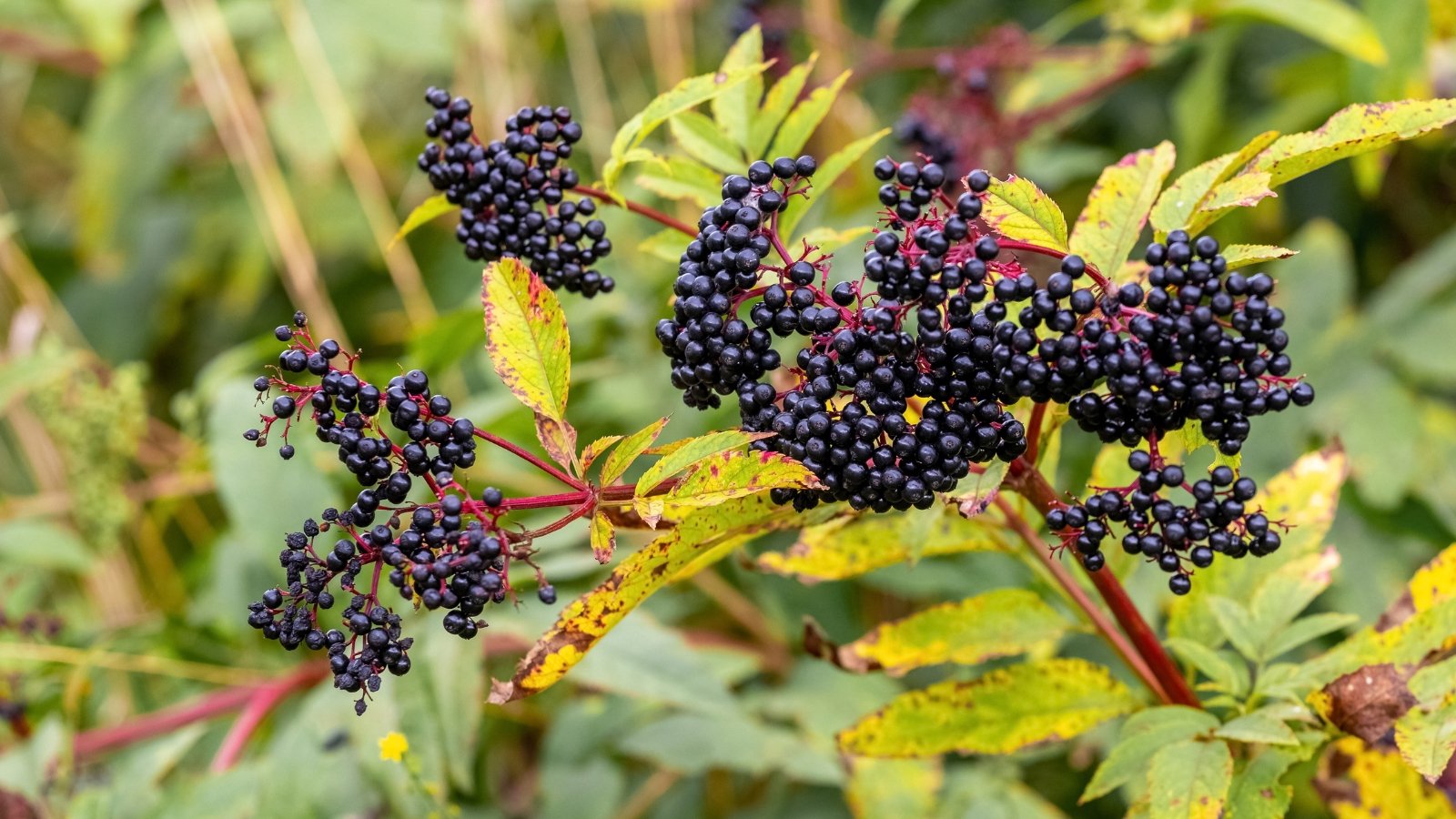 Shrub with arching branches, clusters of dark purple berries, and yellowing leaves tinged with orange and red in an autumn garden.