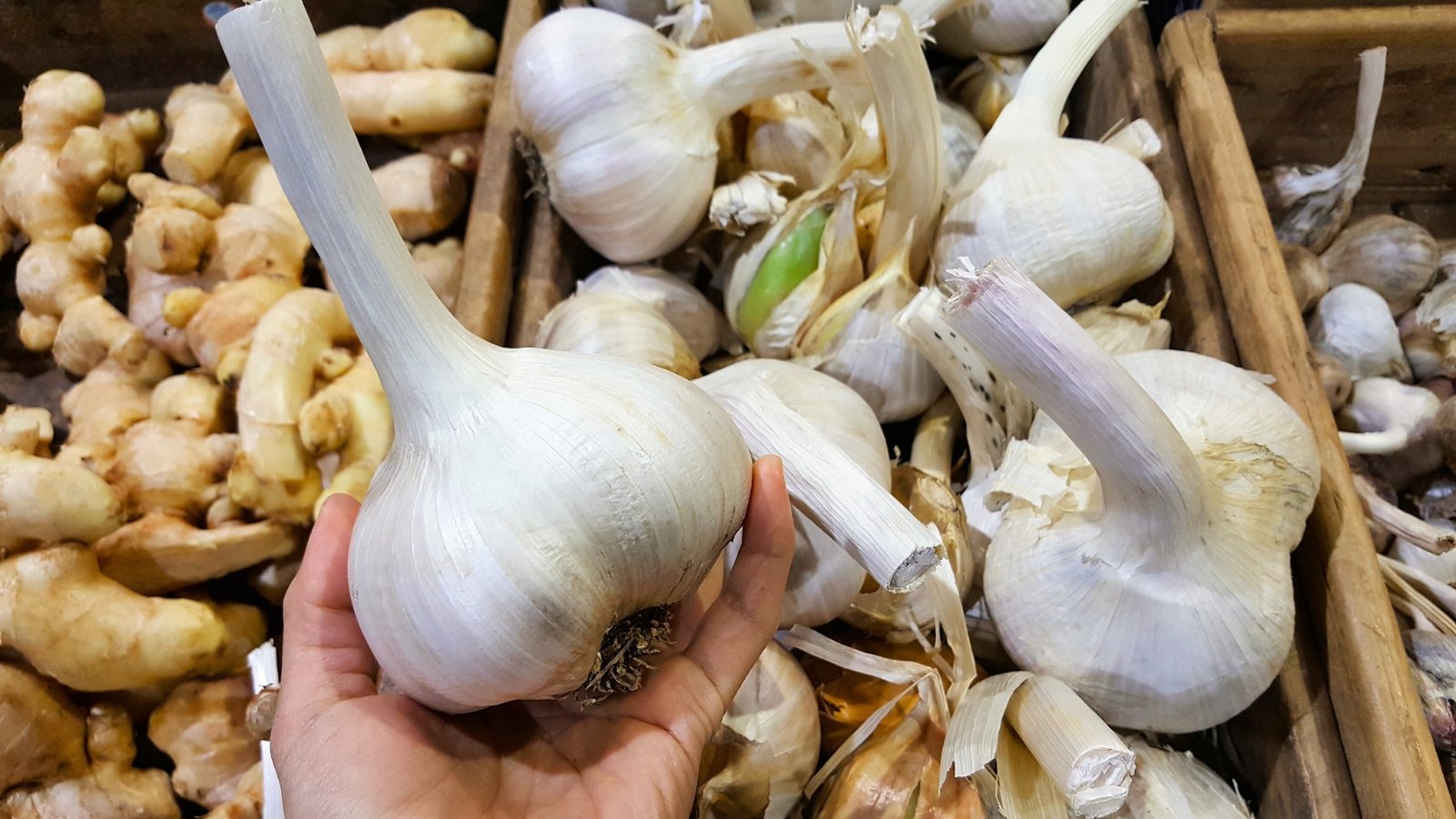 A hand holds a large Elephant Garlic bulb with smooth white skin in front of wooden crates in the shop.