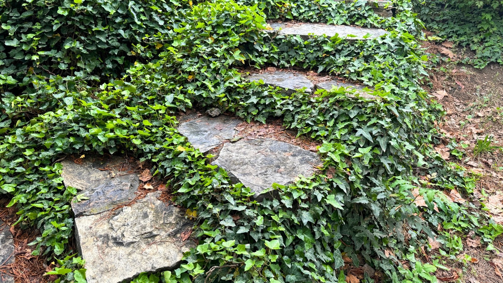 Trailing stems weave between stone steps, covered with glossy, lobed green leaves with pronounced veins, creating a dense, textured ground cover.