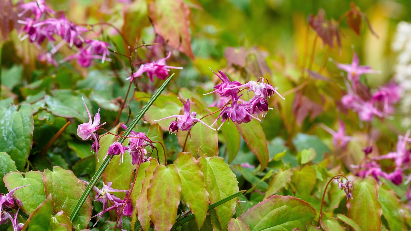 Delicate, spidery flowers with four pale pink petals and purple centers dangle from thin, wiry stems above heart-shaped leaves.
