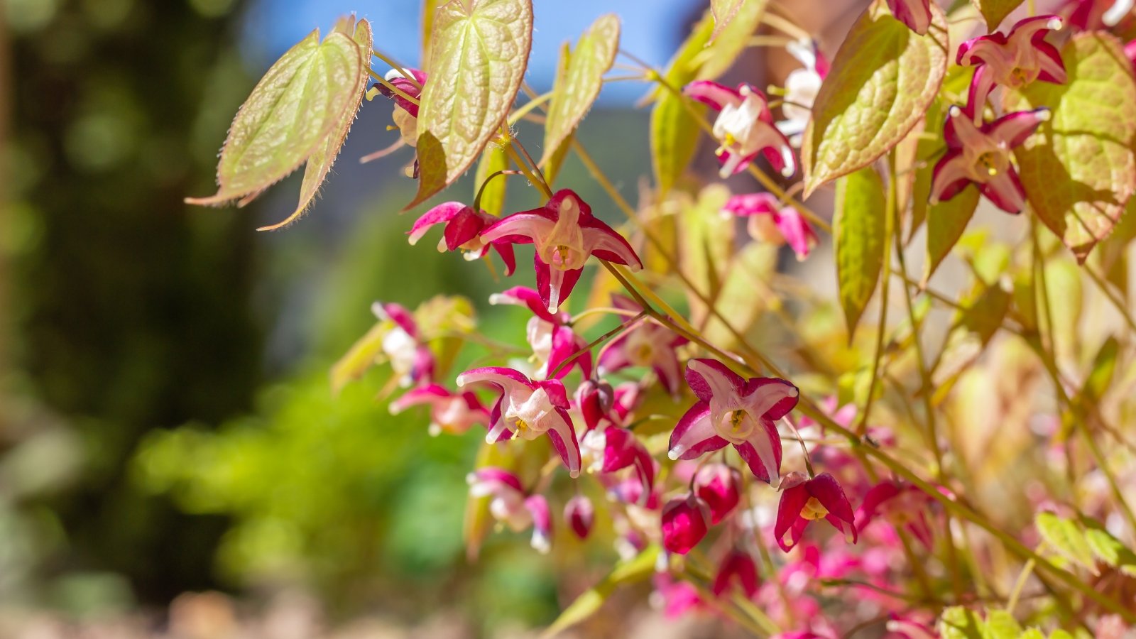 Delicate plant with wiry stems, heart-shaped leaves, and airy clusters of small, star-like flowers in bloom.