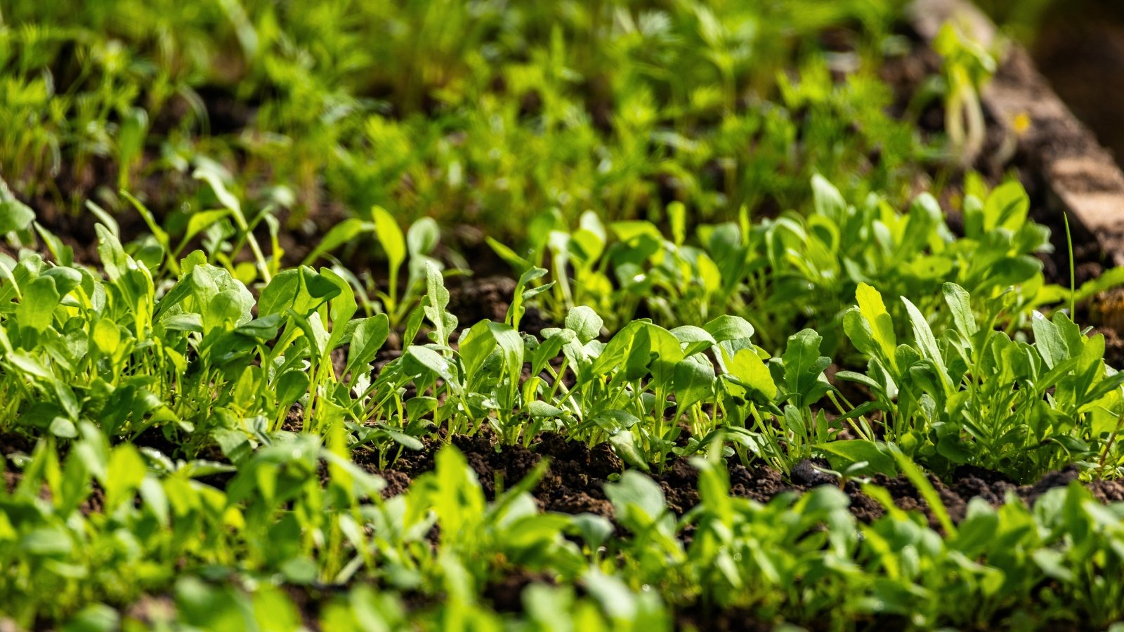 Numerous small, jagged-edged green leaves grow densely in rows in a garden bed.