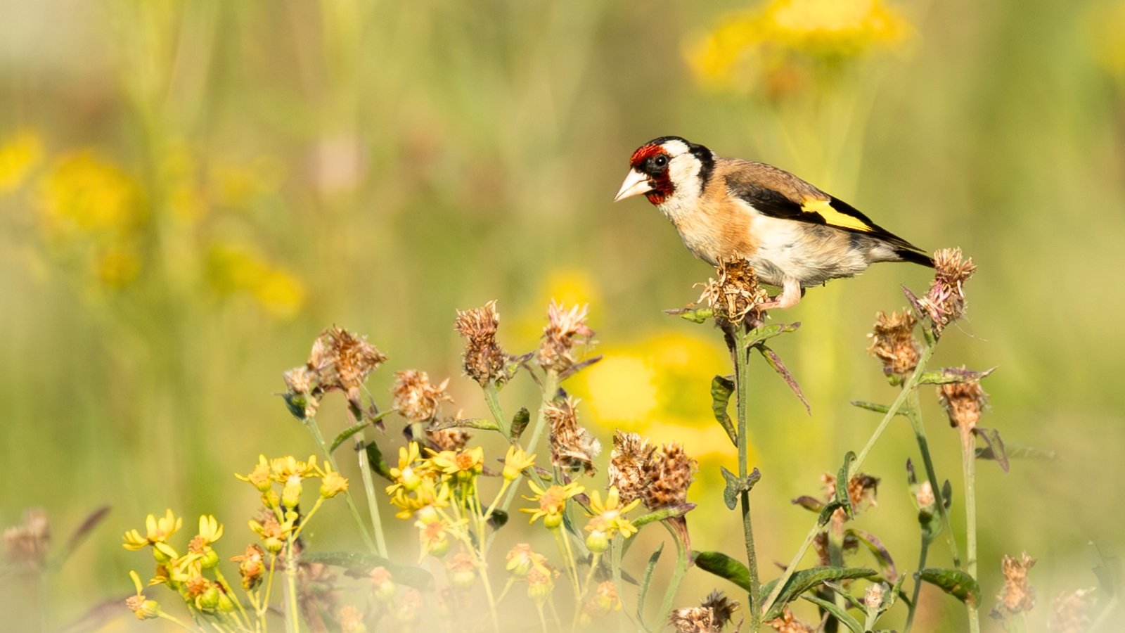 A European Goldfinch with a striking red face, black-and-white head, and golden wing bars perches delicately on dried thistle stems, pecking at seeds amid warm autumn foliage.