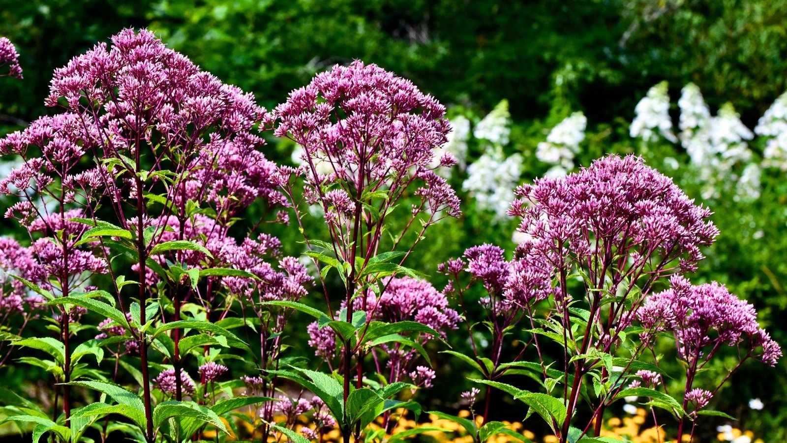 A collection of tall plants with large, dome-shaped clusters of fluffy, mauve flowers and sturdy purple stems with whorled leaves.