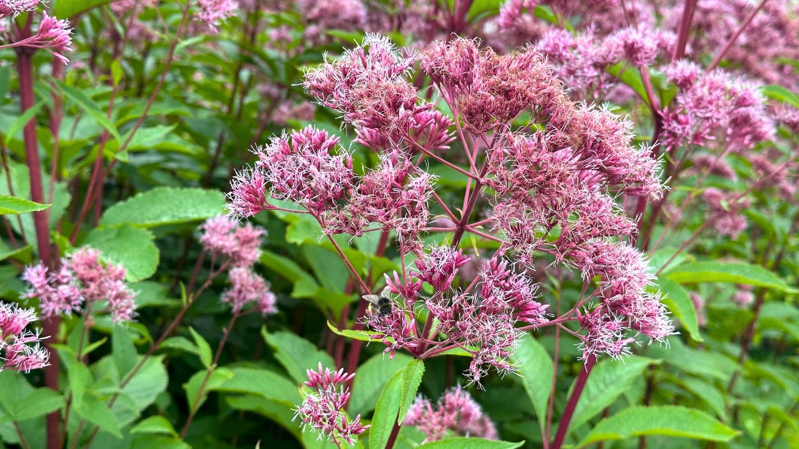 A large, fluffy cluster of dusty pink-purple flowers with thin, feathery petals sits atop a stout green stem.
