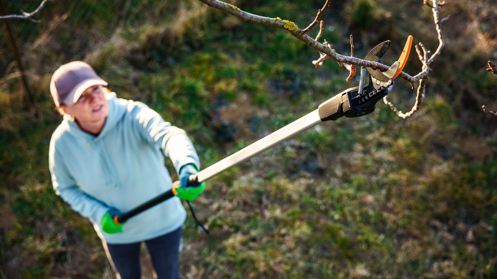 Woman using an extendable tree pruner with long, adjustable handles and a cutting blade to trim a high tree branch in the garden.