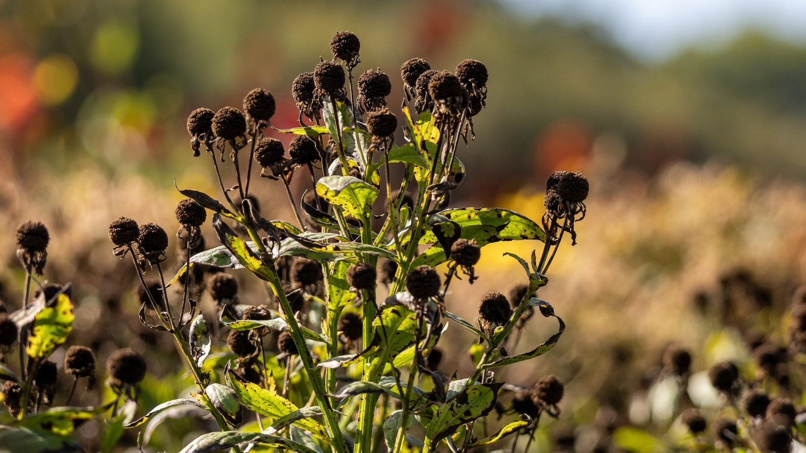 Faded echinacea with dark spiky seed heads, drooping dry petals, and some still green leaves on tall stems in the fall garden.