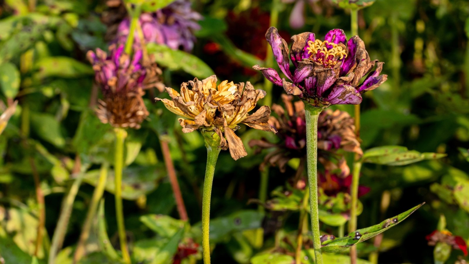 A cluster of zinnias with shriveled, papery petals in muted browns and tans, curling inward as they dry.