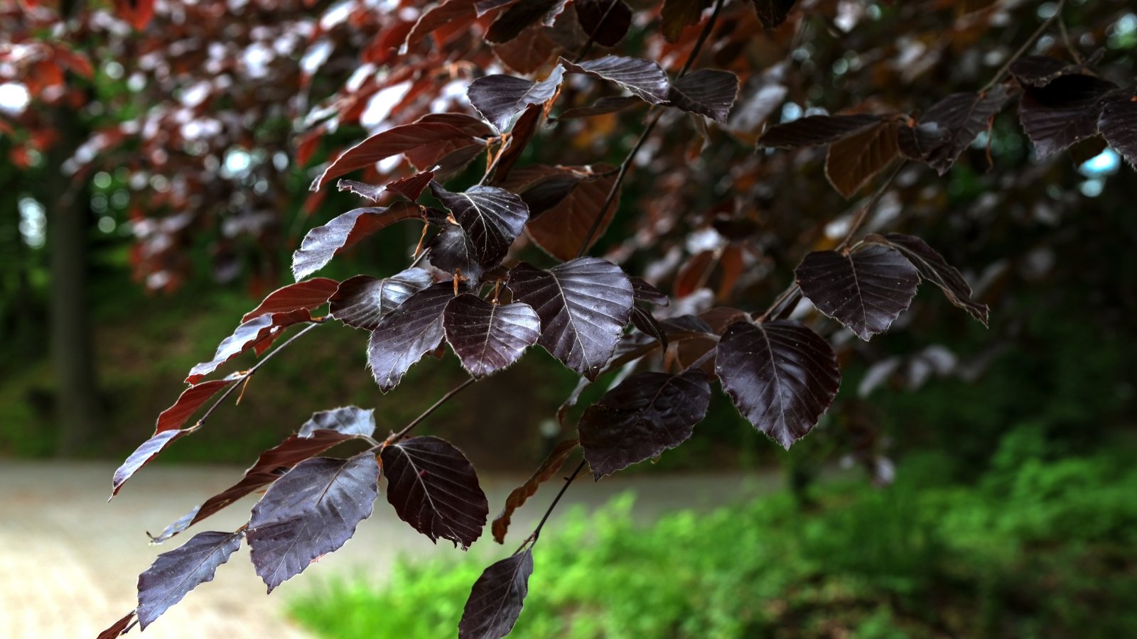Branches with broad, oval purple leaves create a dense, rich canopy with smooth edges and prominent veins.